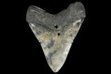 Fossil Megalodon Tooth - Multi-Toned Coloration #131884-2